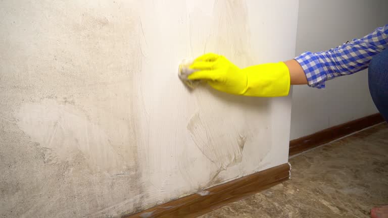 Best Commercial Mold Inspection  in Kingwood, WV